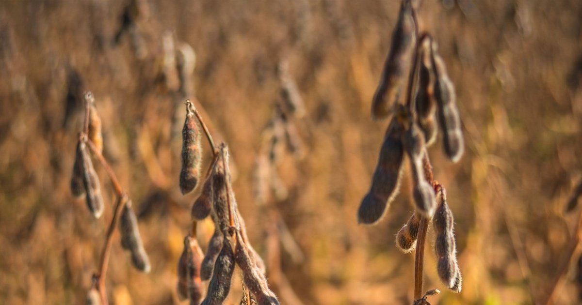 Óleo de soja recua 4,17% e farelo sobe em Mato Grosso