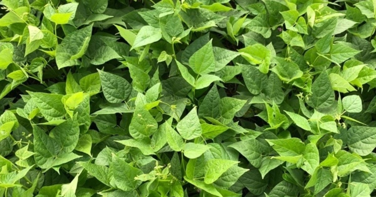 Resistência a herbicidas começa na variabilidade genética