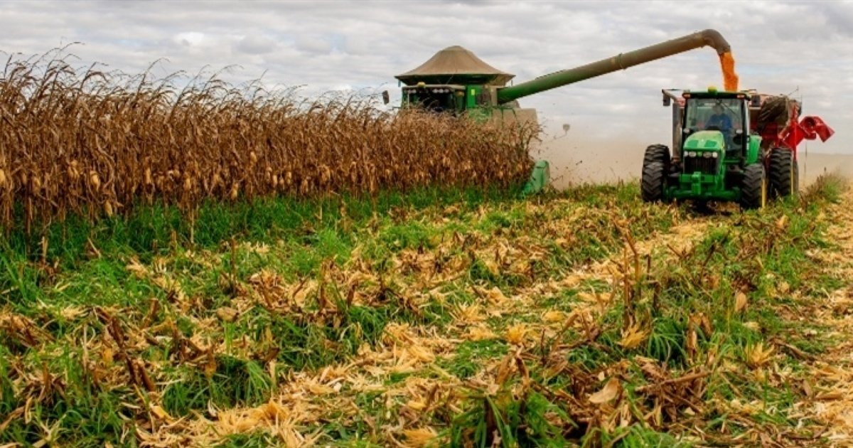 Maturação do milho indica hora certa de iniciar a colheita