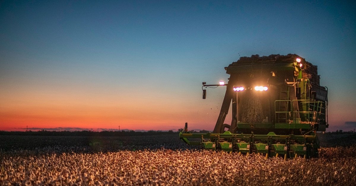 Colheita do algodão exige regulagem por produtividade
