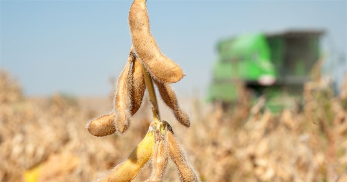 Demanda nutricional da soja muda ao longo do ciclo
