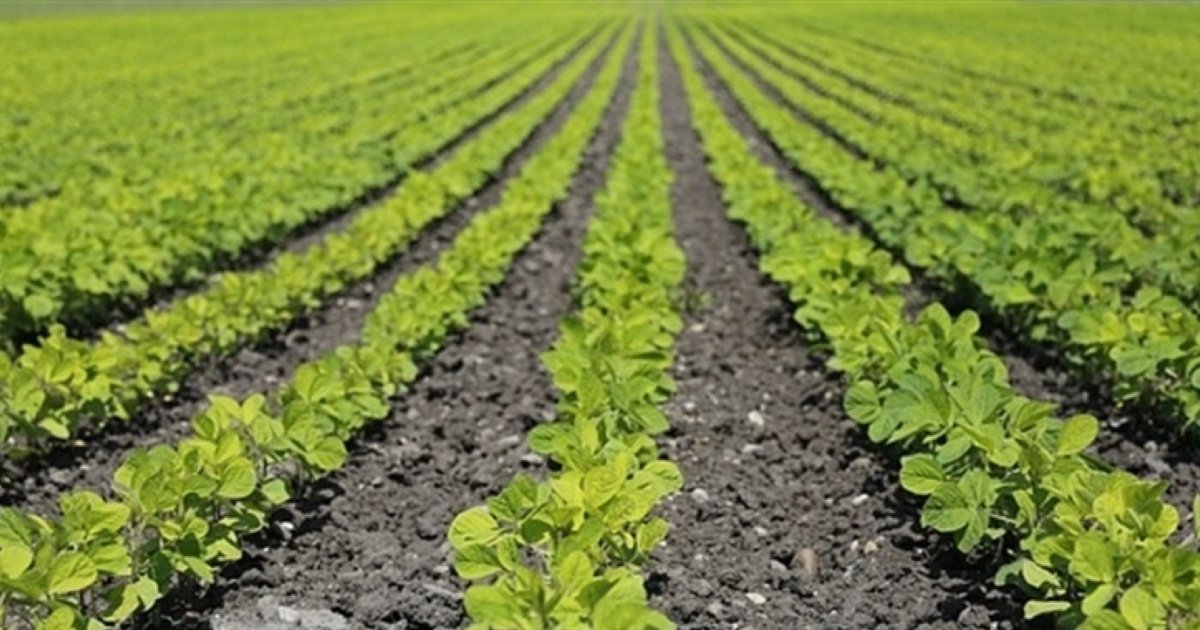 Plantio antecipado de soja começa no Cerrado baiano