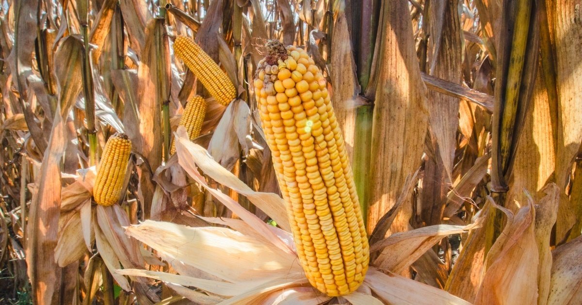 México amplia dependência de grãos importados