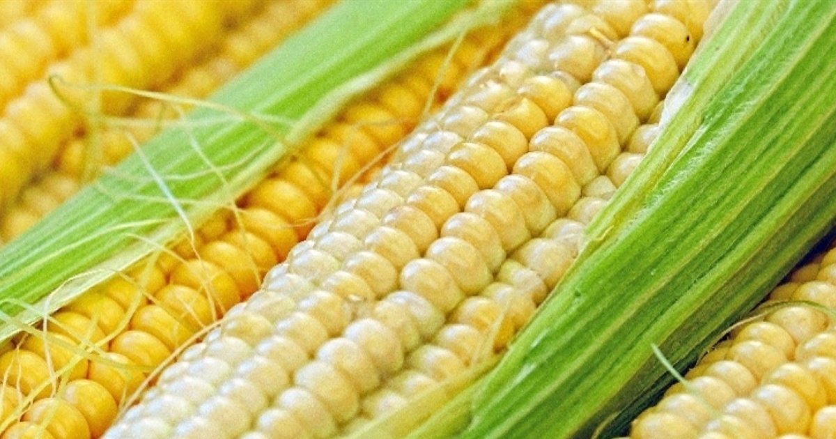 Plantio de milho avança no Rio Grande do Sul