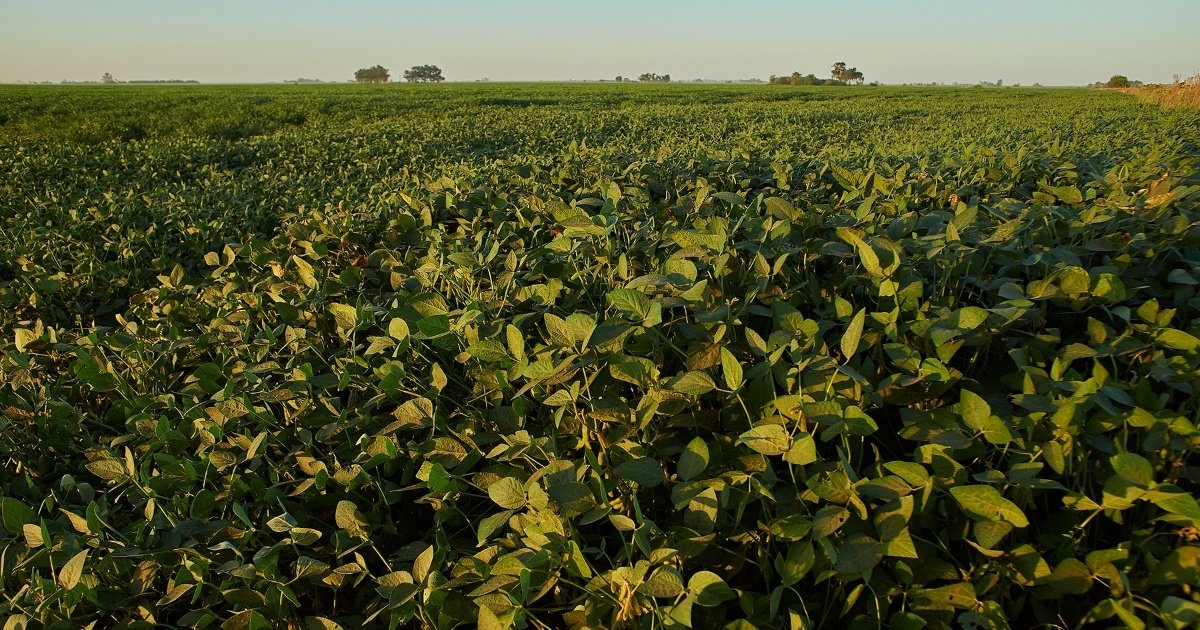 Soja: cinco cuidados essenciais após o plantio para proteger a lavoura