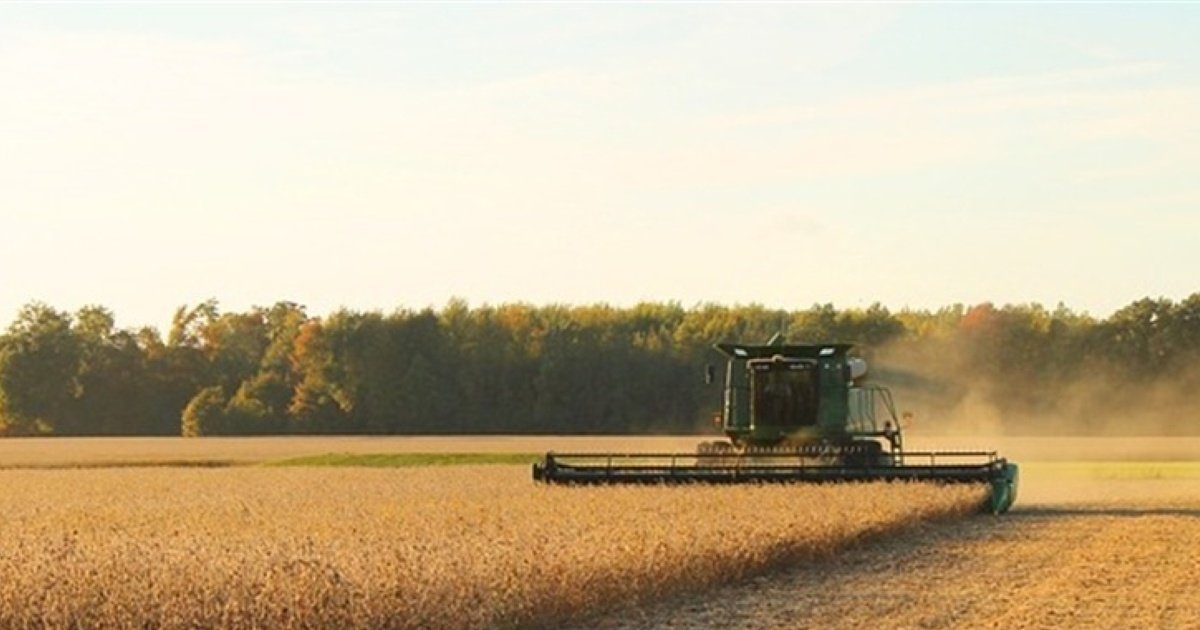 Plantio da soja chega a 15,6% da área nacional