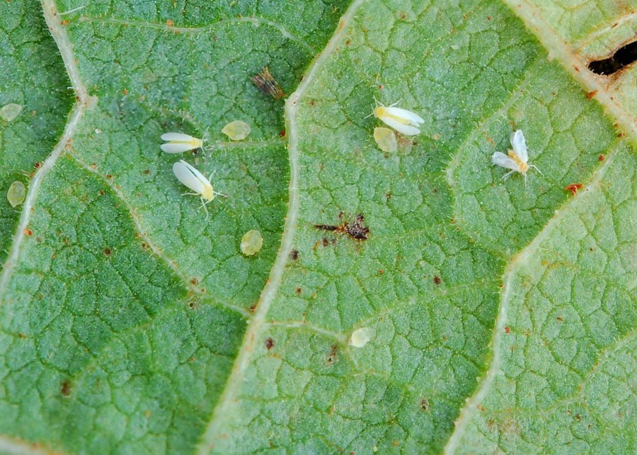 Além da ferrugem e outras pragas, mosca-branca exige atenção na soja; pesquisador detalha como poupar a lavoura