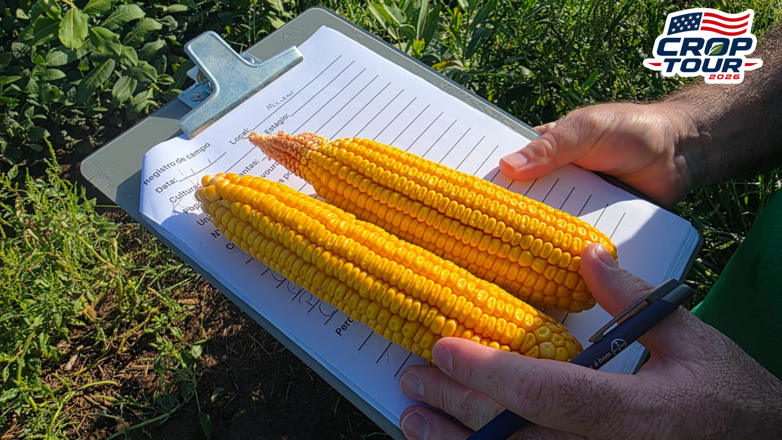 Dia 4: Nebraska, Dakota do Sul e Minnesota apresentam condições melhores de soja e milho