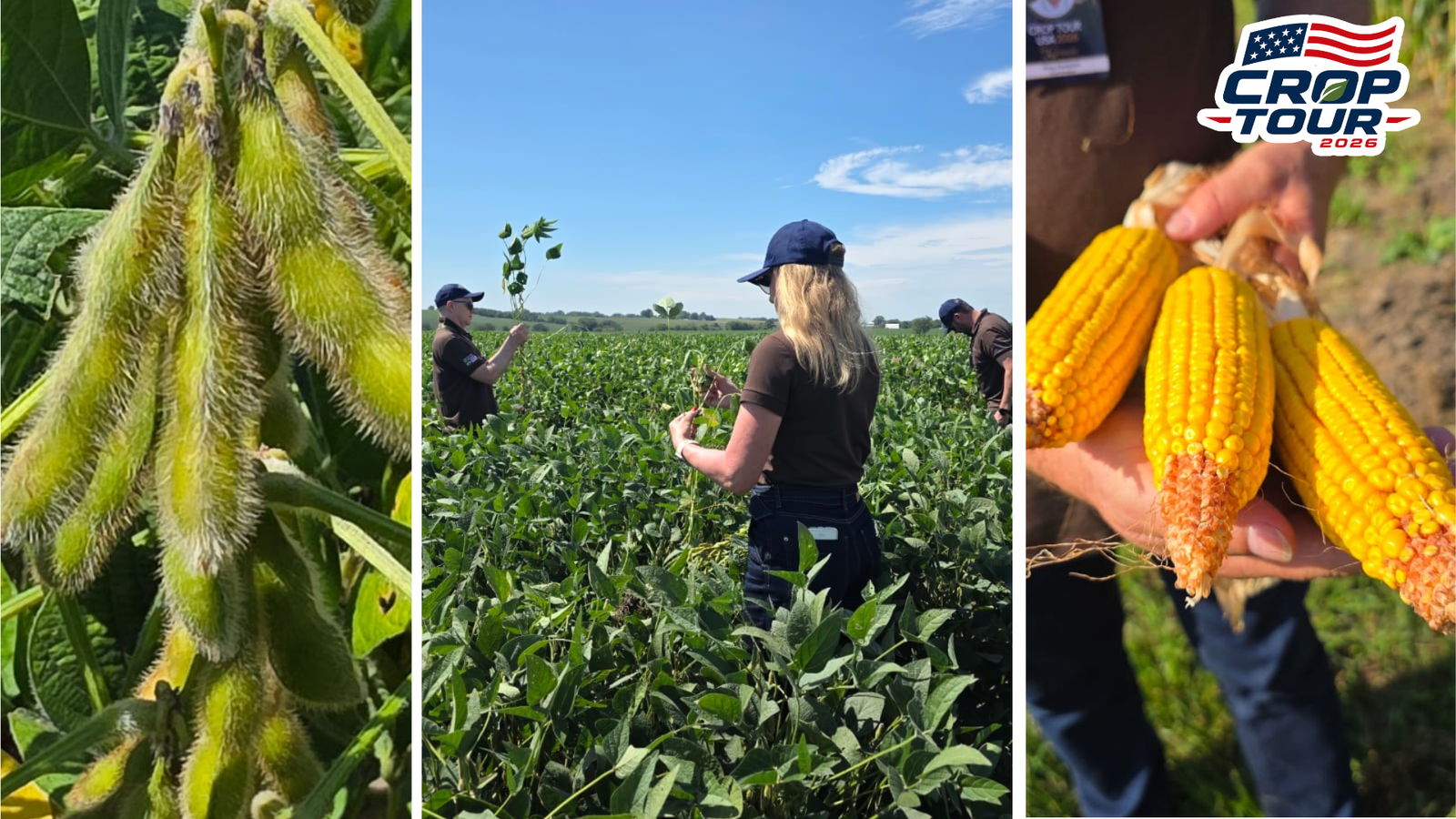 Safra de extremos nos EUA: Do alerta em Illinois ao alívio no Nebraska, veja o balanço da 1ª semana do Crop Tour