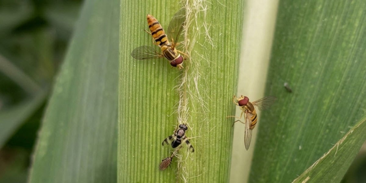Mosca-sirfídeo reduz a infestação do pulgão-do-sorgo em lavouras de Minas Gerais