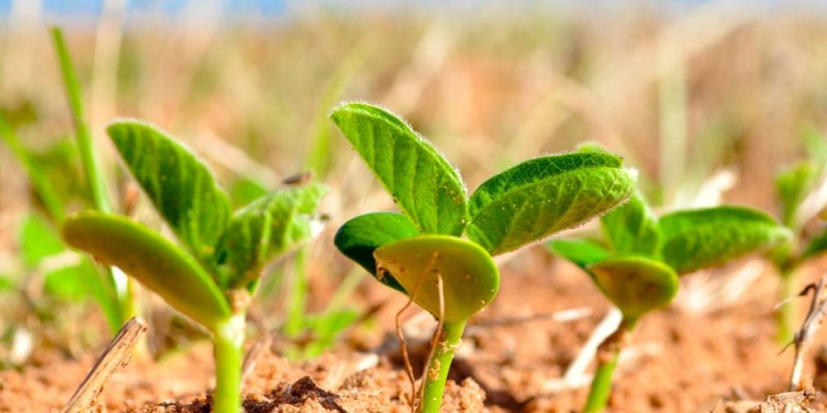 Soja avança 175 mil hectares no Pará e Tocantins, enquanto recua 85 mil em Minas Gerais que amplia área de milho, mostra Serasa Experian